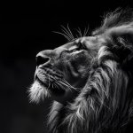 majestic lion