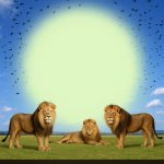 Lion
