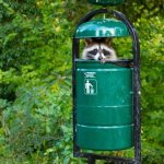 racoon trashcan