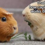 guinea pig argument