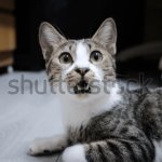 Cat surprise