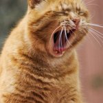 LoudCat