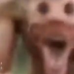funny dog meme