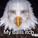 man eagle