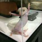 Lizard in Tank