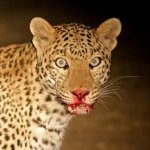 leopard