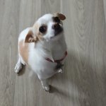 Chihuahua