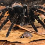 Tarantula and Frog being friends