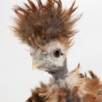 Funky Red Hen