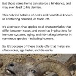 Funny | AND BEFORE THE FLOOD AND AFTER THERE WERE TALL SUMBITCHES GETTING CHASED BY; AND BANGING ALL THE HOES AND THE EUNUCHS OF OLD BECAME TODAY'S INCEL SIMPS. | image tagged in funny,flood,giants,simps,incel,hoes | made w/ Imgflip meme maker