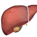 Liver go brrrrrr