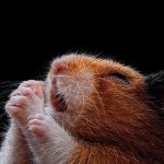 Praying rat