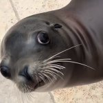 Caught Seal