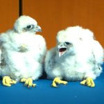 Falcon Babies