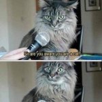 Sir you are a cat