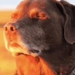 Dog meme