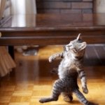 Cat standing