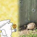 Mr turtle