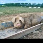 FAT PIG at TROUGH
