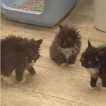 Three messy kittens