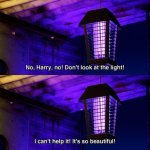 I can't help it Bug's Life