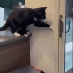 Cat! Leader of the Pack | THE GREAT ESCAPE ! | image tagged in gifs,cat,dog,funny,animals,meme | made w/ Imgflip video-to-gif maker