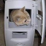 Computerz cat