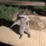 Suspicious Racoon