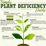 Cannabis Leaf Doctor