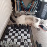Cat in front of Chess board meme