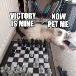 Cat in front of Chess board | NOW PET ME. VICTORY IS MINE. | image tagged in cat in front of chess board | made w/ Imgflip meme maker