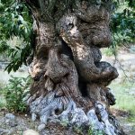 Madera