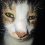 Blank staring cat