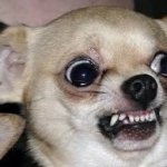 Angry chihuahua