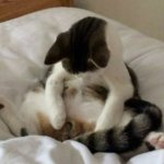 cat looking at balls