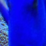 Blu fishe
