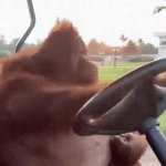 Orango Driving GIF Template