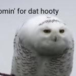 Pervy Snow Owl