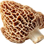 Right in front of my Morel