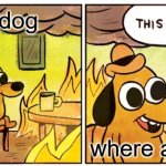 Funny xd | my dog; where am i | image tagged in memes,this is fine,front page plz | made w/ Imgflip meme maker