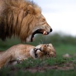 Yelling Lion