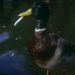 Canard fumeur