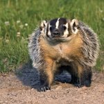 Badger.