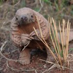 I'm sorry master Pangolin