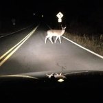 Deer Headlights
