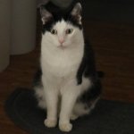 Shocked Cat