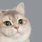 Heavy Breathing Cat Intensifies