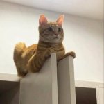 Orange cat on 2 pillars