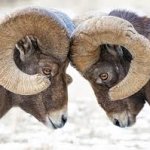 Ram Jam