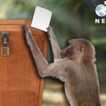 Monkey Voting